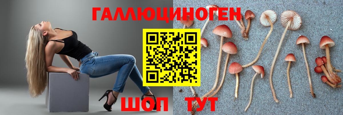 Галлюциногенные грибы Psilocybe Краснодар